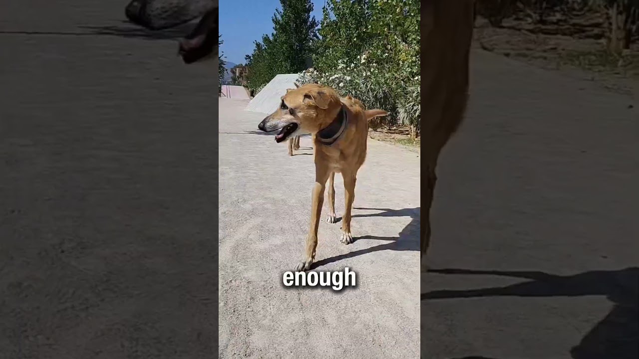 youtube placeholder image
